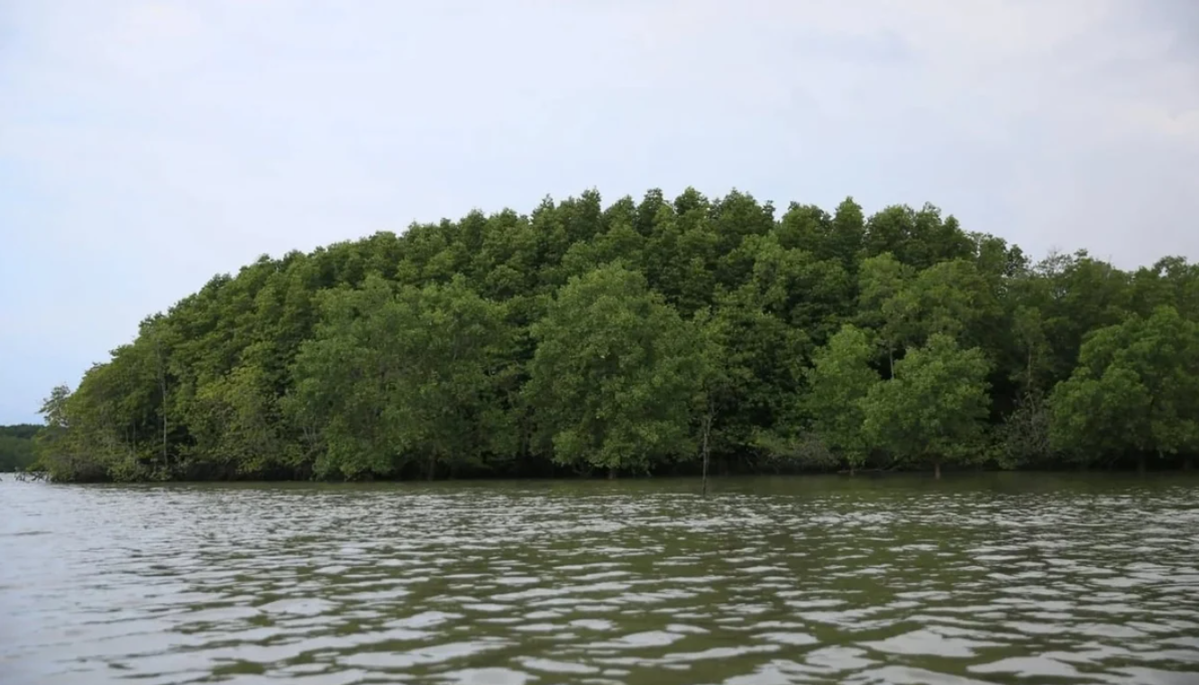 Ho Chi Minh City announces forest status for 2025